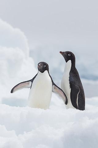 084 Antarctica, Hope Bay, adeliepinguins.jpg